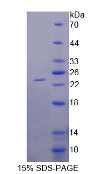 RPF386Hu01.jpg