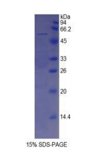 Recombinant Spondin 2 (SPON2)