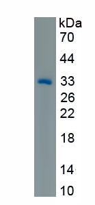 Recombinant Spondin 2 (SPON2)