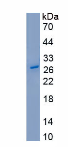 Recombinant Fibulin 3 (FBLN3)