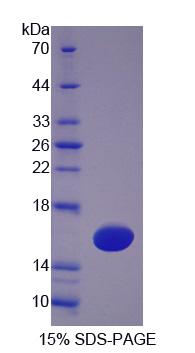 Recombinant Tetraspanin 1 (TSPAN1)