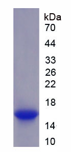 Recombinant Hyaluronan Synthase 2 (HAS2)