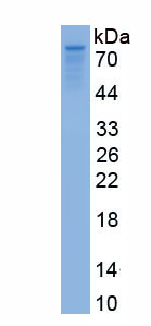 Recombinant Kinesin Family, Member 22 (KIF22)