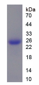 Recombinant Microfibrillar Associated Protein 5 (MFAP5)