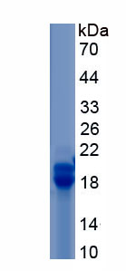 Recombinant Chordin Like Protein 2 (CHRDL2)