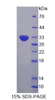 Recombinant 2',5'-Oligoadenylate Synthetase Like Protein (OASL)