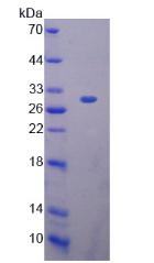 Recombinant Peroxiredoxin 4 (PRDX4)