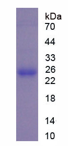 Recombinant Peroxiredoxin 4 (PRDX4)