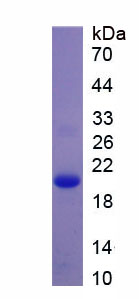 Recombinant Peroxiredoxin 5 (PRDX5)