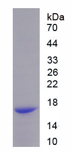 Recombinant Peroxiredoxin 5 (PRDX5)