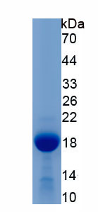 Recombinant Peroxiredoxin 5 (PRDX5)