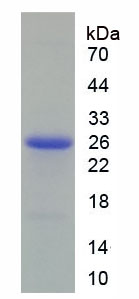 Recombinant Peroxiredoxin 6 (PRDX6)