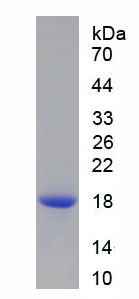 Recombinant Peroxiredoxin 2 (PRDX2)