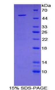 Recombinant Secretogranin II (SCG2)