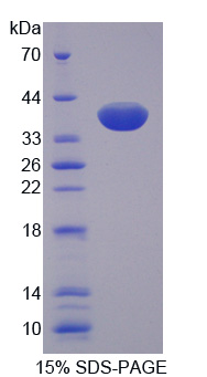 Recombinant Secreted Frizzled Related Protein 1 (SFRP1)