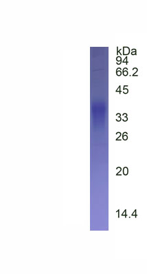 Recombinant Frizzled Related Protein (FRZB)