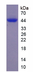 Recombinant Neuropeptide FF (NPFF)