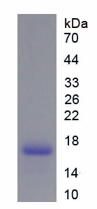 Recombinant Adenosine A2a Receptor (ADORA2a)