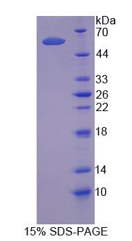 Recombinant TNF Receptor Associated Factor 1 (TRAF1)