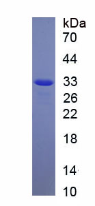 Recombinant Purinergic Receptor P2X, Ligand Gated Ion Channel 4 (P2RX4)