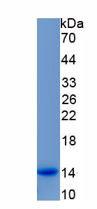 Recombinant Purinergic Receptor P2Y, G Protein Coupled 12 (P2RY12)