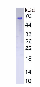 Recombinant Discs, Large Homolog 4 (DLG4)