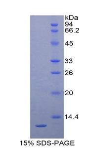 Recombinant Proteoglycan 4 (PRG4)