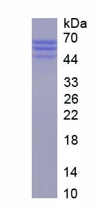 Recombinant Proteoglycan 4 (PRG4)