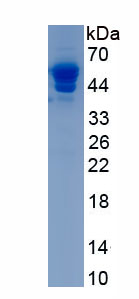 Recombinant Cerebellin 1 (CBLN1)