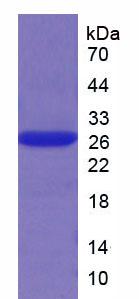 Recombinant Chymase 1, Mast Cell (CMA1)