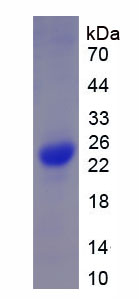 Recombinant Chymase 1, Mast Cell (CMA1)