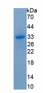 Recombinant Phosphatidylethanolamine Binding Protein 4 (PEBP4)