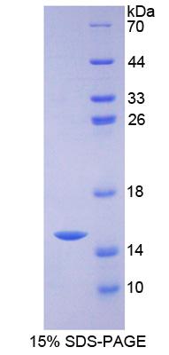 Recombinant Solute Carrier Family 30, Member 5 (SLC30A5)