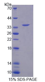 Recombinant Arylsulfatase F (ARSF)