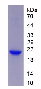 Recombinant Triggering Receptor Expressed On Myeloid Cells 2 (TREM2)