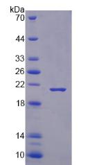 Recombinant RNA Binding Motif Protein 3 (RBM3)