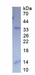 Recombinant Transcription Termination Factor, RNA polymerase I (TTF1)