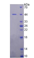 Recombinant Mdm2 p53 Binding Protein Homolog (MDM2)