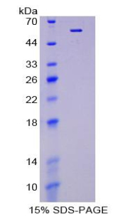 Recombinant Uromodulin (UMOD)