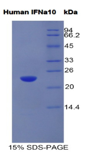 Recombinant Interferon Alpha 10 (IFNa10)