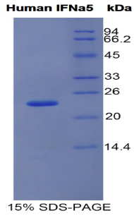 Recombinant Interferon Alpha 5 (IFNa5)