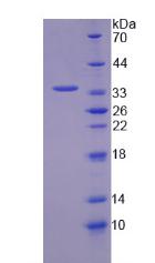RPH019Ra01.jpg