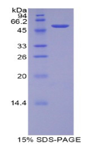 Recombinant Transcription Factor A, Mitochondrial (TFAM)