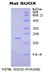 Recombinant Sulfite Oxidase (SUOX)