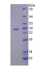 Recombinant Secreted Phosphoprotein 2 (SPP2)