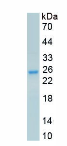 Recombinant Secreted Phosphoprotein 2 (SPP2)