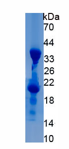 RPH145Hu01.jpg