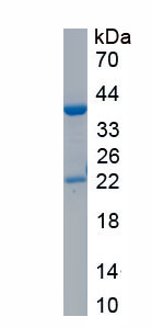 RPH334Hu01.jpg