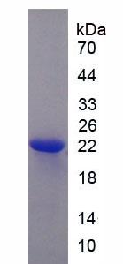 Recombinant Peroxisome Proliferator Activated Receptor Gamma Coactivator 1 Alpha (PPARgC1a)