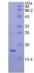 Recombinant Periostin (POSTN)